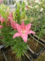 [4308 Lexus VZ No01.JPG]